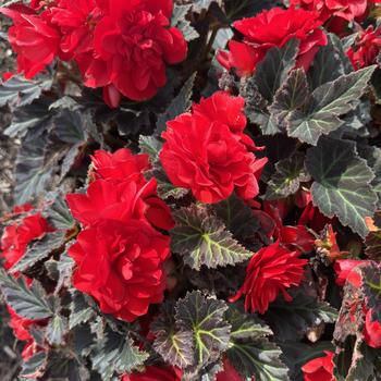 Begonia x tuberhybrida (Tuberous Begonia) - Nonstop&reg; 'Mocca Deep Red'