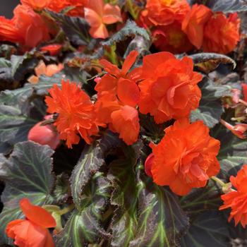 Begonia x tuberhybrida (Tuberous Begonia) - Nonstop&reg; Mocca Deep Orange