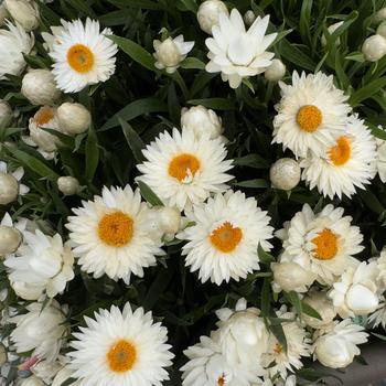 Bracteantha bracteata - 'SunBrero White' Strawflower