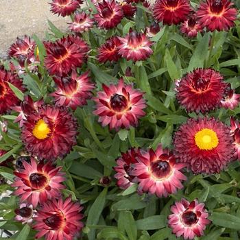 Bracteantha bracteata - 'SunBrero Red' Strawflower