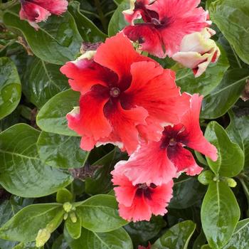 Catharanthus (Vinca) - Soiree&reg; Flamenco 'Electric Salmon Eye'