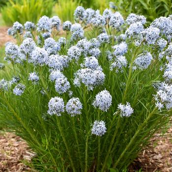 Amsonia hubrichtii - 'String Theory' Bluestar