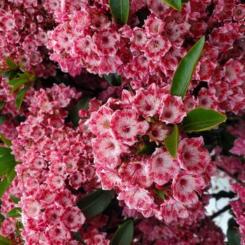 Kalmia latifolia - 'Keepsake'