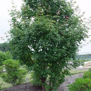 Acer griseum - Paperbark Maple