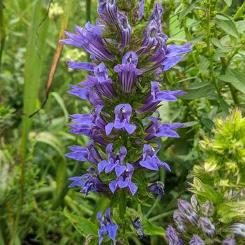 Lobelia siphilitica - Cardinal Flower