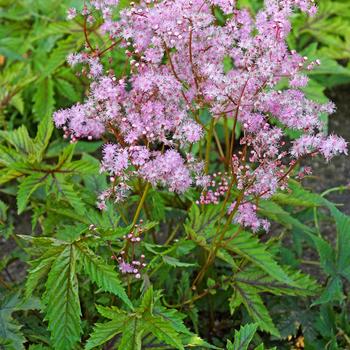 Filipendula - 'Red Umbrellas' Meadow Sweet