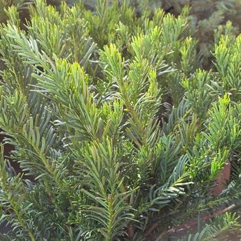 Cephalotaxus harringtonia - 'Duke Gardens' Japanese Plum Yew