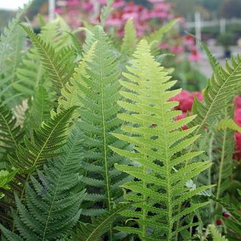 Thelypteris decursive-pinnata - Japanese Beech Fern