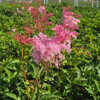 Filipendula rubra - 'Venusta' Queen of the Prairie