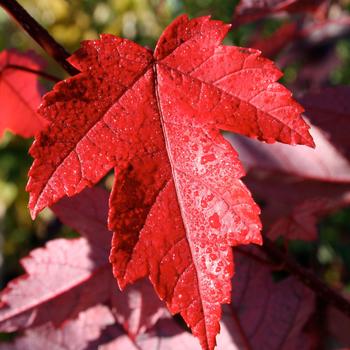 Acer rubrum - 'Redpointe&reg;' Maple