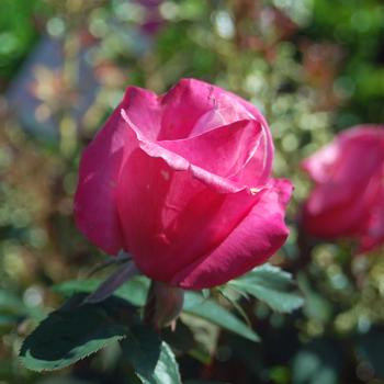 Rosa - 'First Prize' Hybrid Tea Rose
