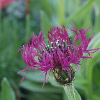 Centaurea montana - 'Amethyst Dream' Bachelors Button