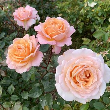 Rosa x - Parfuma&reg; 'Sunrise' Hybrid Tea Rose