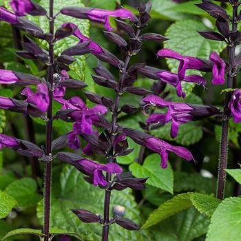 Salvia - Rockin'&reg; 'Deep Purple'