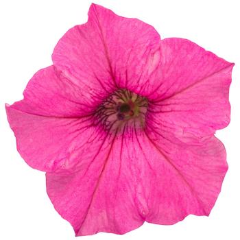 Petunia - Supertunia&reg; 'Mini Vista&trade; Hot Pink